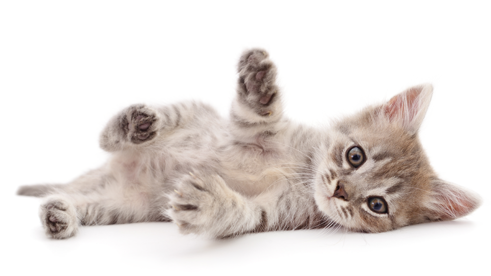 Katteforsikring | Læs om forsikring af kat Alka